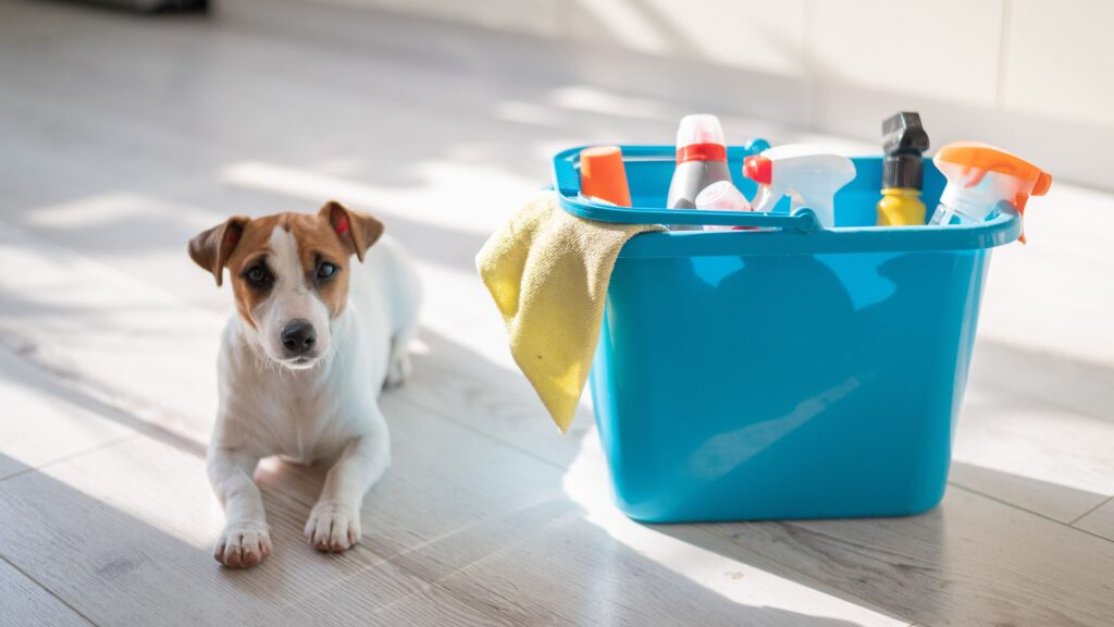 Dog helps with chores at Orange County Sober Living.